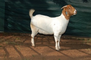 1X BOERBOK STUD PREGNANT OOI/EWE GERRIT PRINSLOO