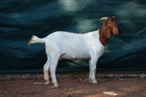 1X BOERBOK FLOCK OOI/EWE GERRIT PRINSLOO