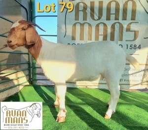 1X BOERBOK FLOCK OOI/EWE PREGNANT RUAN MANS