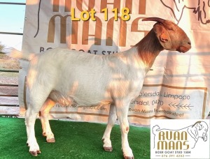 1X BOERBOK FLOCK OOI/EWE PREGNANT RUAN MANS