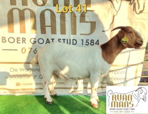 1X BOERBOK STUD OOI/EWE PREGNANT RUAN MANS 