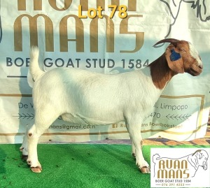 1X BOERBOK STUD OOI/EWE PREGNANT RUAN MANS