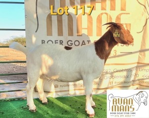 1X BOERBOK FLOCK OOI/EWE PREGNANT RUAN MANS