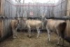 3X ELAND V/F:3 OMEGA (Per Piece to take the lot/Per stuk om lot te neem)
