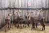 5X WATERBOK V/F:5 OMEGA (Per Piece to take the lot/Per stuk om lot te neem)