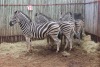 5X ZEBRAS M:1 V/F:4 KROMEL (Per Piece to take the lot/Per stuk om lot te neem)