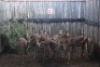 8X ROOIBOKKE V/F:8 MBWB2 (Per Piece to take the lot/Per stuk om lot te neem)