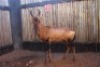 1X ROOIHARTBEES BUL M:1 KROMEL