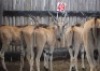 3X ELANDE V/F:3 OMEGA (Per Piece to take the lot/Per stuk om lot te neem)