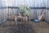 5X ROOIBOKKE M:3 V/F:2 MBWB2 (Per Piece to take the lot/Per stuk om lot te neem)