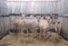7X KOEDOES M:1 V/F:6 KROMEL (Per Piece to take the lot/Per stuk om lot te neem)