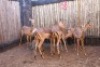 7X ROOIBOKKE V/F:7 MBWB2 (Per Piece to take the lot/Per stuk om lot te neem)