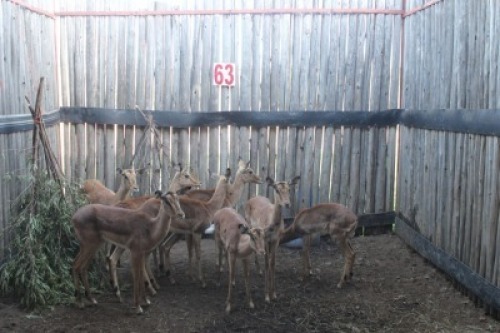 8X ROOIBOKKE V/F:8 MBWB2 (Per Piece to take the lot/Per stuk om lot te neem)
