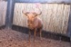 1X GOUE WILDEBEES M:1 MBWB3