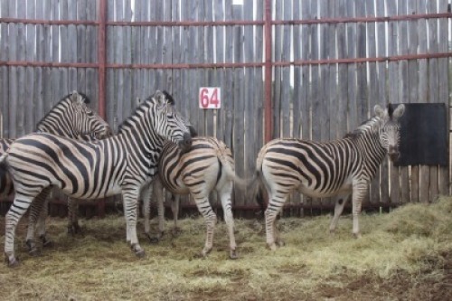4X ZEBRA V/F:4 KROMEL (Per Piece to take the lot/Per stuk om lot te neem)