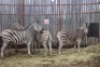 4X ZEBRA V/F:4 KROMEL (Per Piece to take the lot/Per stuk om lot te neem)