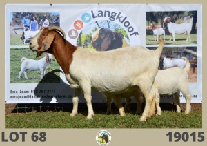 1X BOERBOK FLOCK OOI/EWE LANGKLOOF BOERBOKSTOET