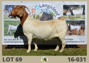 1X BOERBOK OOI/EWE LANGKLOOF BOERBOKSTOET