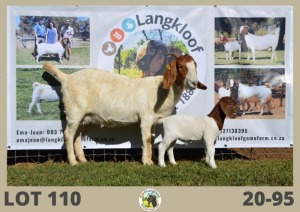 1X BOERBOK FLOCK OOI/EWE LANGKLOOF BOERBOKSTOET