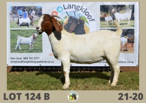 1X BOERBOK POTENTIAL STUD OOI/EWE LANGKLOOF BOERBOKSTOET