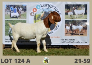 1X BOERBOK FLOCK OOI/EWE LANGKLOOF BOERBOKSTOET