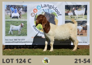 1X BOERBOK FLOCK OOI/EWE LANGKLOOF BOERBOKSTOET