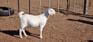 1X SAVANNA FLOCK PREGNANT OOI/EWE KOENIE KOTZE SAVANNAS