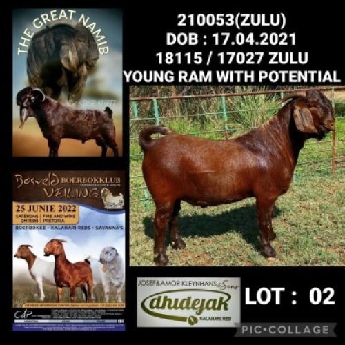 1X KALAHARI RED FLOCK RAM DHIDEJAK