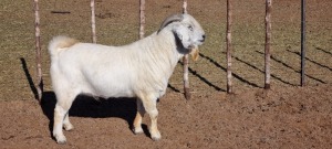 1X SAVANNA STUD RAM KOENIE KOTZE SAVANNAS