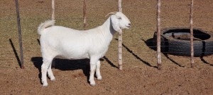 1X SAVANNA STUD OOI/EWE KOENIE KOTZE SAVANNAS