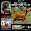 1X KALAHARI RED POTENTIAL STUD PREGNANT OOI/EWE DHIDEJAK