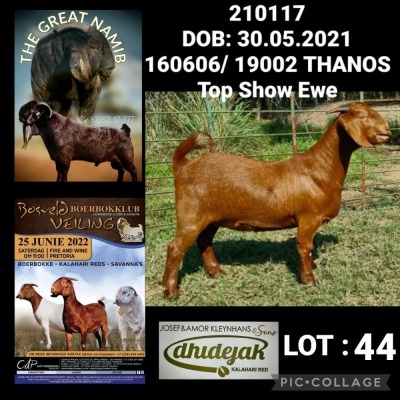 1X KALAHARI RED POTENTIAL STUD PREGNANT OOI/EWE DHIDEJAK