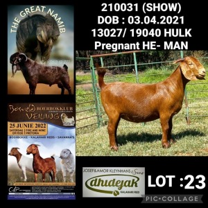 1X KALAHARI RED POTENTIAL STUD PREGNANT OOI/EWE DHIDEJAK