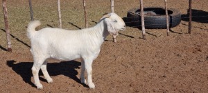 1X SAVANNA STUD PREGNANT OOI/EWE KOENIE KOTZE SAVANNAS