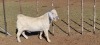 1X SAVANNA STUD RAM KOENIE KOTZE SAVANNAS