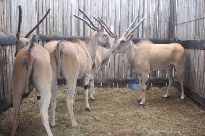 4X ELAND V/F:4 OMEGA (Per Piece to take the lot/Per stuk om lot te neem)