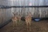 4X ROOIBOKKE V/F:4 MBWB2 (Per Piece to take the lot/Per stuk om lot te neem)