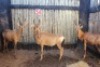 3X ROOIHARTBEESTE V/F:3 MBWB2 (Per Piece to take the lot/Per stuk om lot te neem)