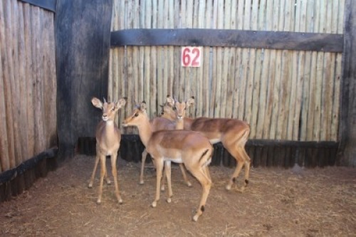 4X ROOIBOKKE M:4 MBWB2 (Per Piece to take the lot/Per stuk om lot te neem)