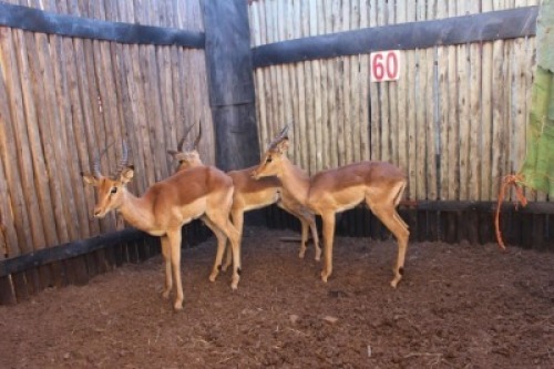 3X ROOIBOKKE M:3 MBWB7 (Per Piece to take the lot/Per stuk om lot te neem)