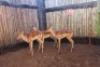 3X ROOIBOKKE M:3 MBWB7 (Per Piece to take the lot/Per stuk om lot te neem)