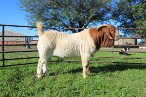 1X BOER GOAT STUD RAM Sakkie Nell