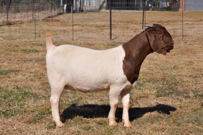 1X BOERBOK POTENTIAL STUD OOI/EWE PELSER BOERBOKSTOET