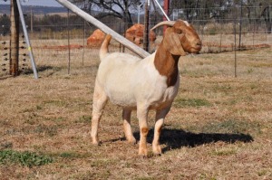 ONTTREK - 1X BOERBOK OOI/EWE PELSER BOERBOKSTOET