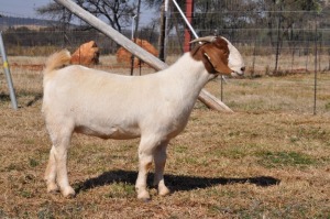 1X BOERBOK OOI/EWE POTENTIAL STUD PELSER BOERBOKSTOET