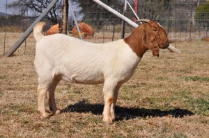 1X BOERBOK FLOCK PREGNANT OOI/EWE PELSER BOERBOKSTOET