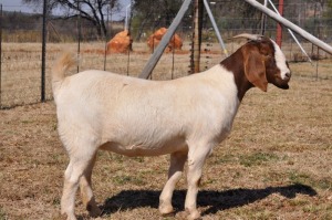 ONTTREK - 1X BOERBOK OOI/EWE PELSER BOERBOKSTOET