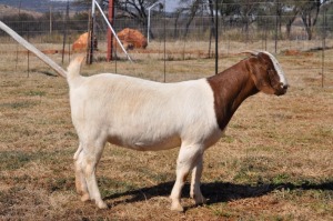 1X BOERBOK FLOCK OOI/EWE PELSER BOERBOKSTOET