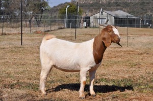 1X BOERBOK FLOCK OOI/EWE PELSER BOERBOKSTOET