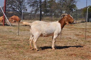 1X BOERBOK POTENTIAL STUD PREGNANT OOI/EWE PELSER BOERBOKSTOET